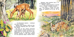 Маленький оленёнок в лесу