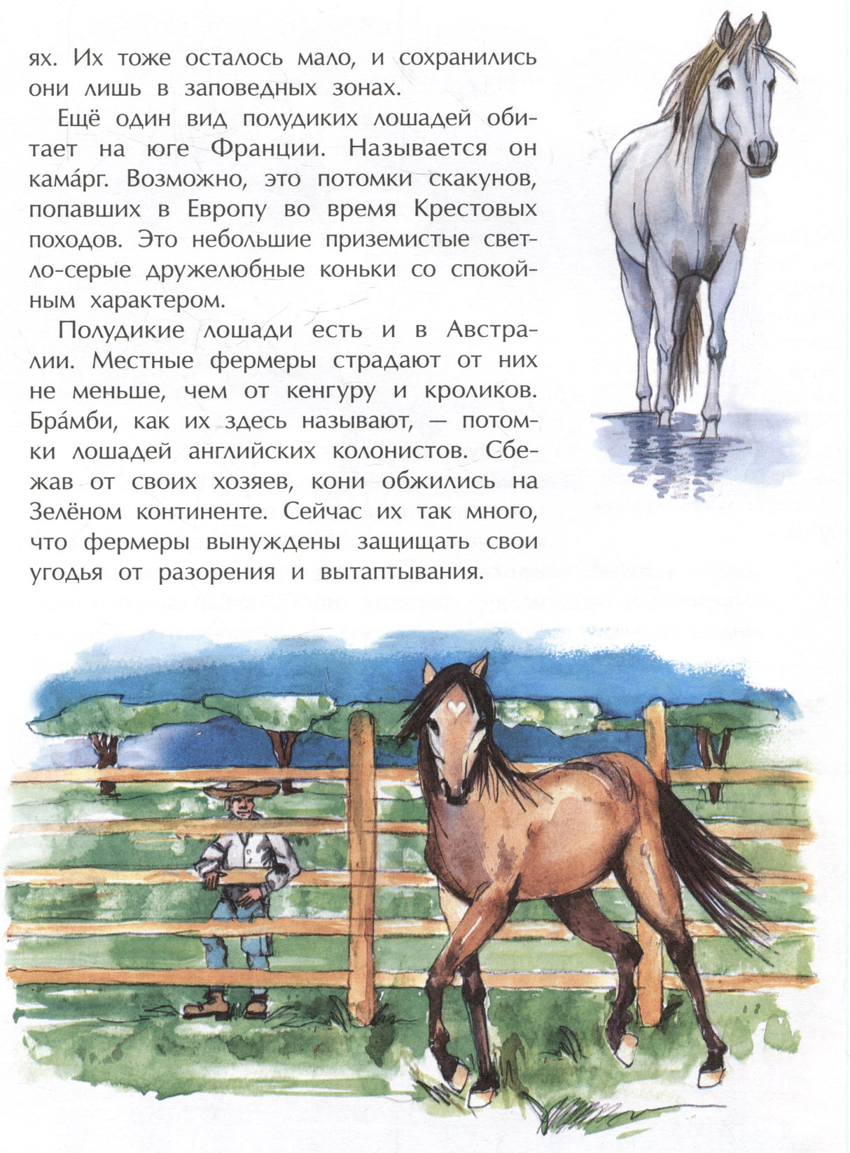 Страница с текстом о полудиких лошадях и акварельными рисунками коней