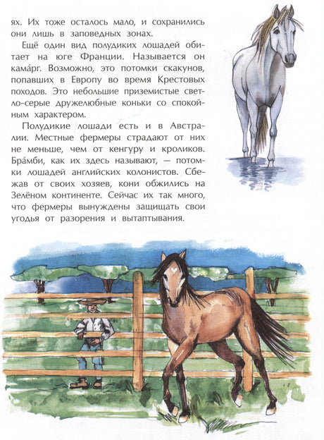 Страница с текстом о полудиких лошадях и акварельными рисунками коней