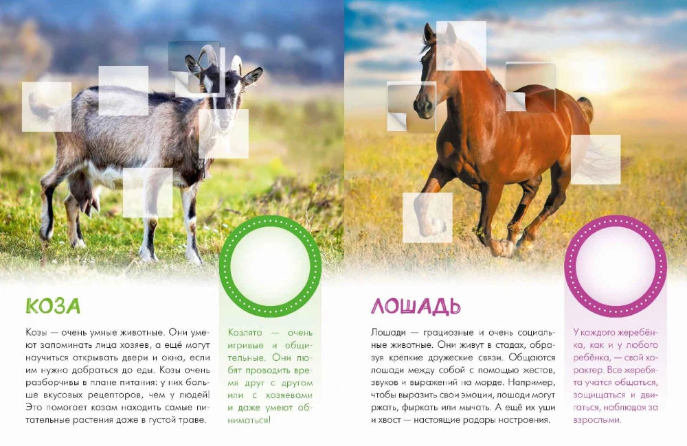 Разворот о козе и лошади с фотографиями, текстом и местами для наклеек