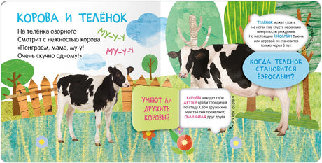 Разворот «Корова и телёнок» со стихом и окошками с фактами