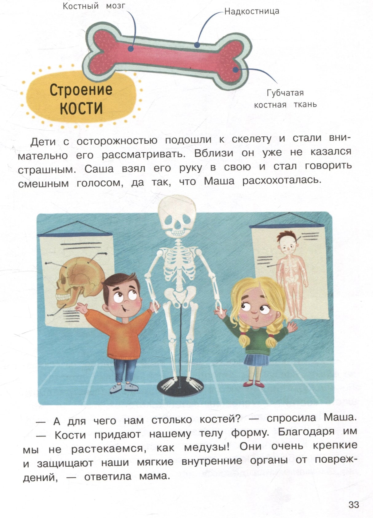 Строение кости и дети у скелета. Стр. 33