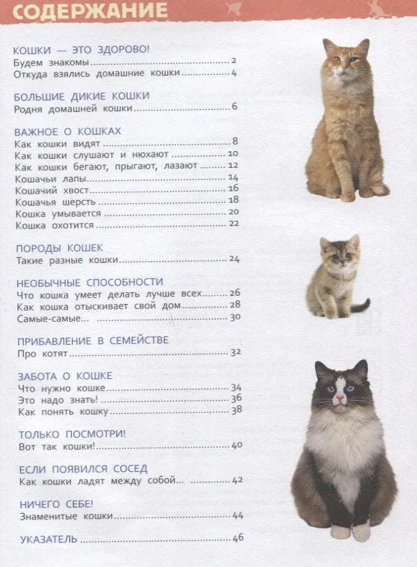 Содержание книги «Кошки и котята»