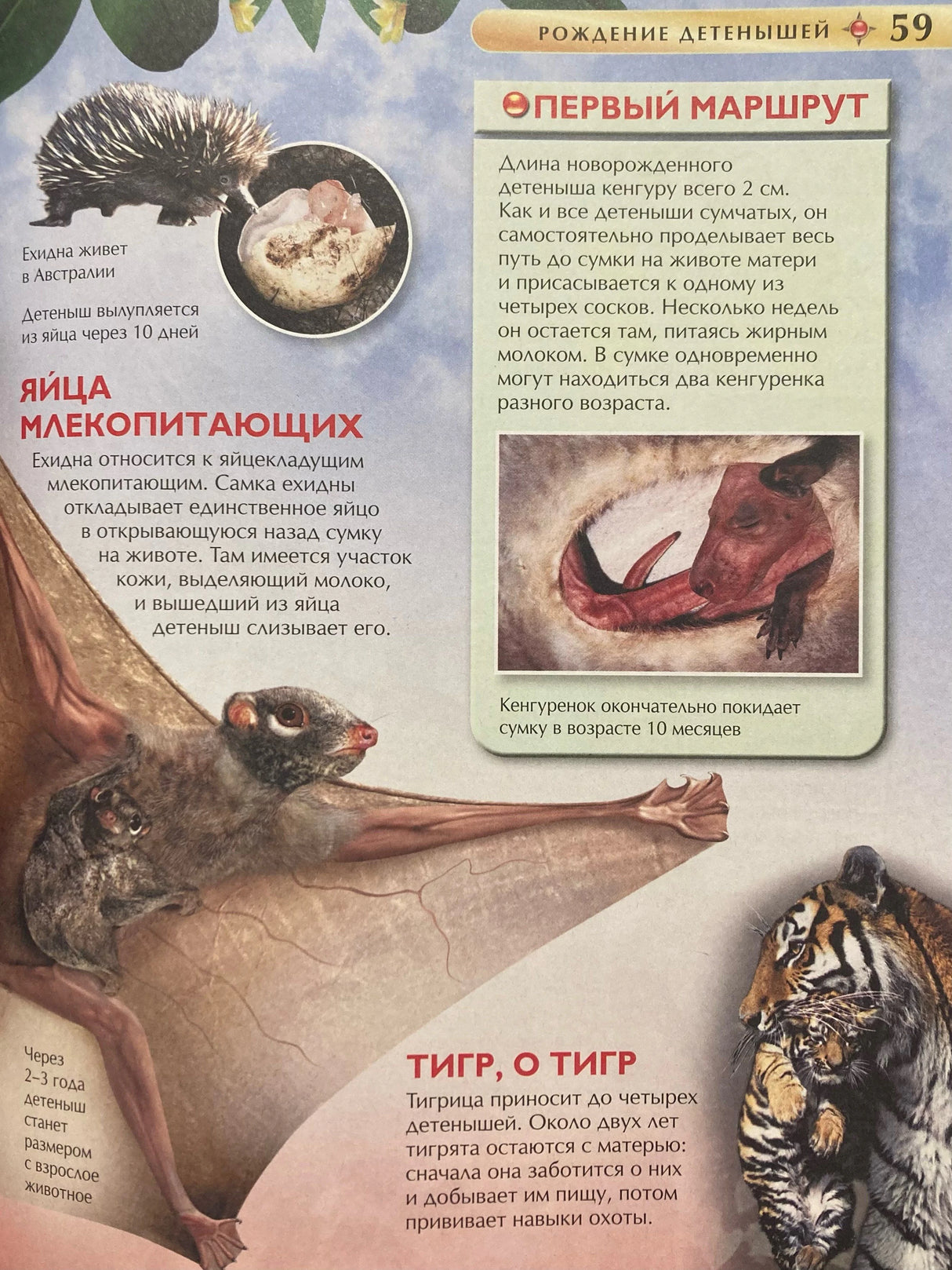 Рождение детёнышей: яйца млекопитающих, кенгуру, тигр