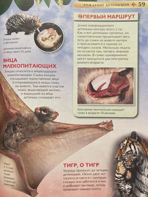 Рождение детёнышей: яйца млекопитающих, кенгуру, тигр