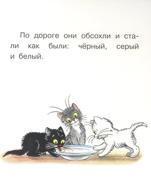 Котята обсохли — чёрный, серый и белый пьют из миски