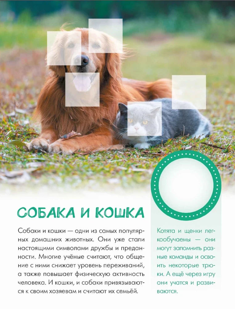 Страница о собаке и кошке с фотографией животных и текстом
