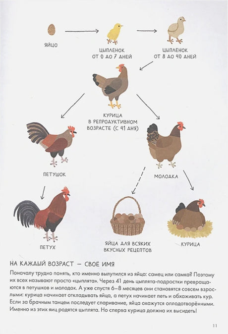 Стадии развития курицы: яйцо, цыплёнок, петух, молодка
