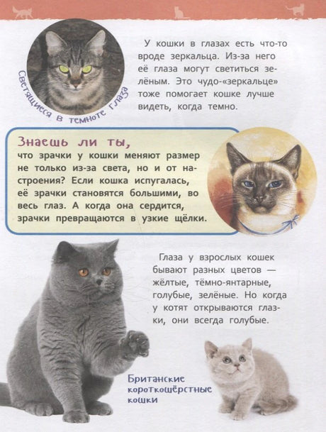 Страница о зрении кошки: светящиеся глаза, британская кошка с котёнком
