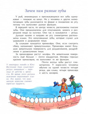 Страница «Зачем нам разные зубы» с текстом и схемой зубного ряда