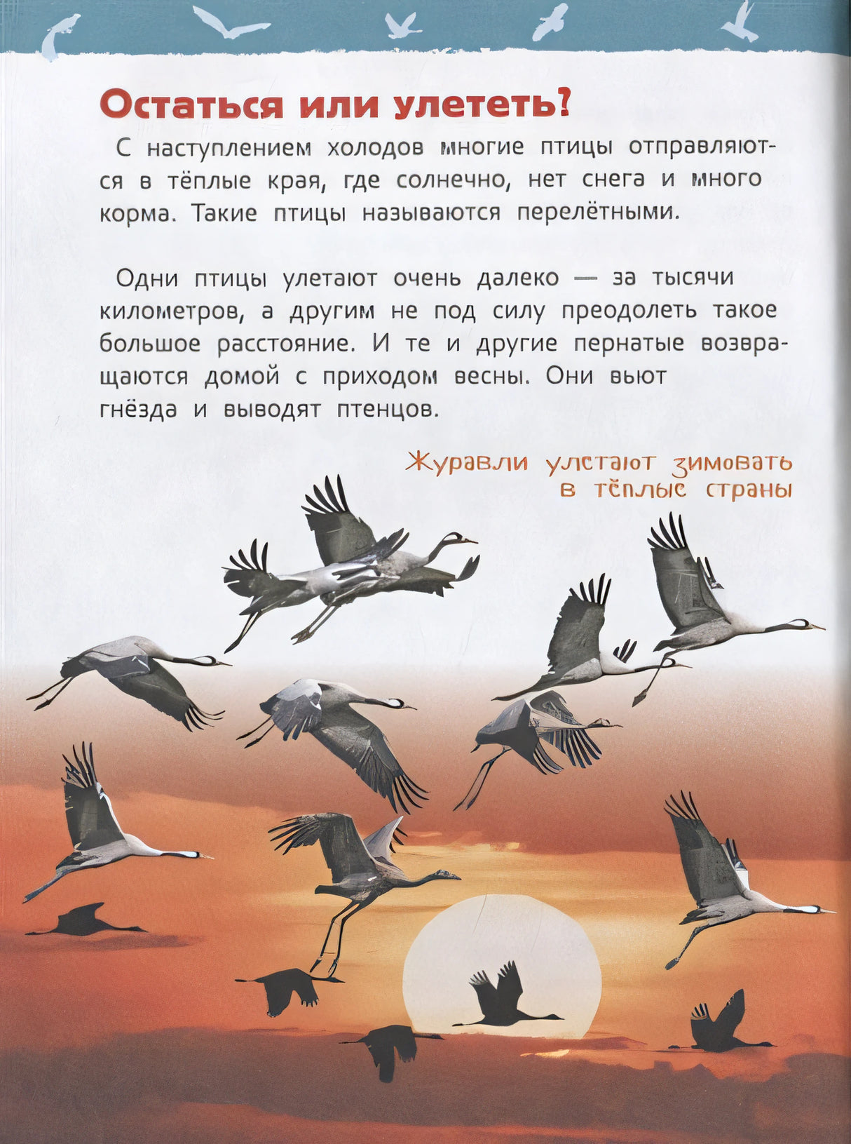 Птицы 978-5-353-09340-4 - 1