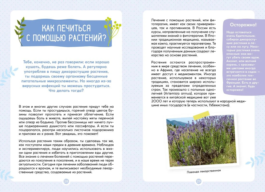 Разворот о лечении растениями и фотографии лекарственной лаванды.