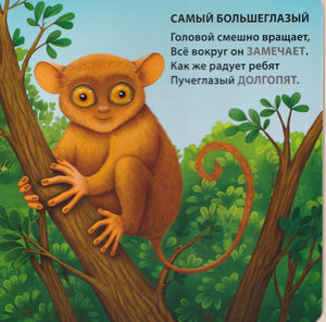 Разворот с долгопятом на дереве и загадкой «Самый большеглазый»