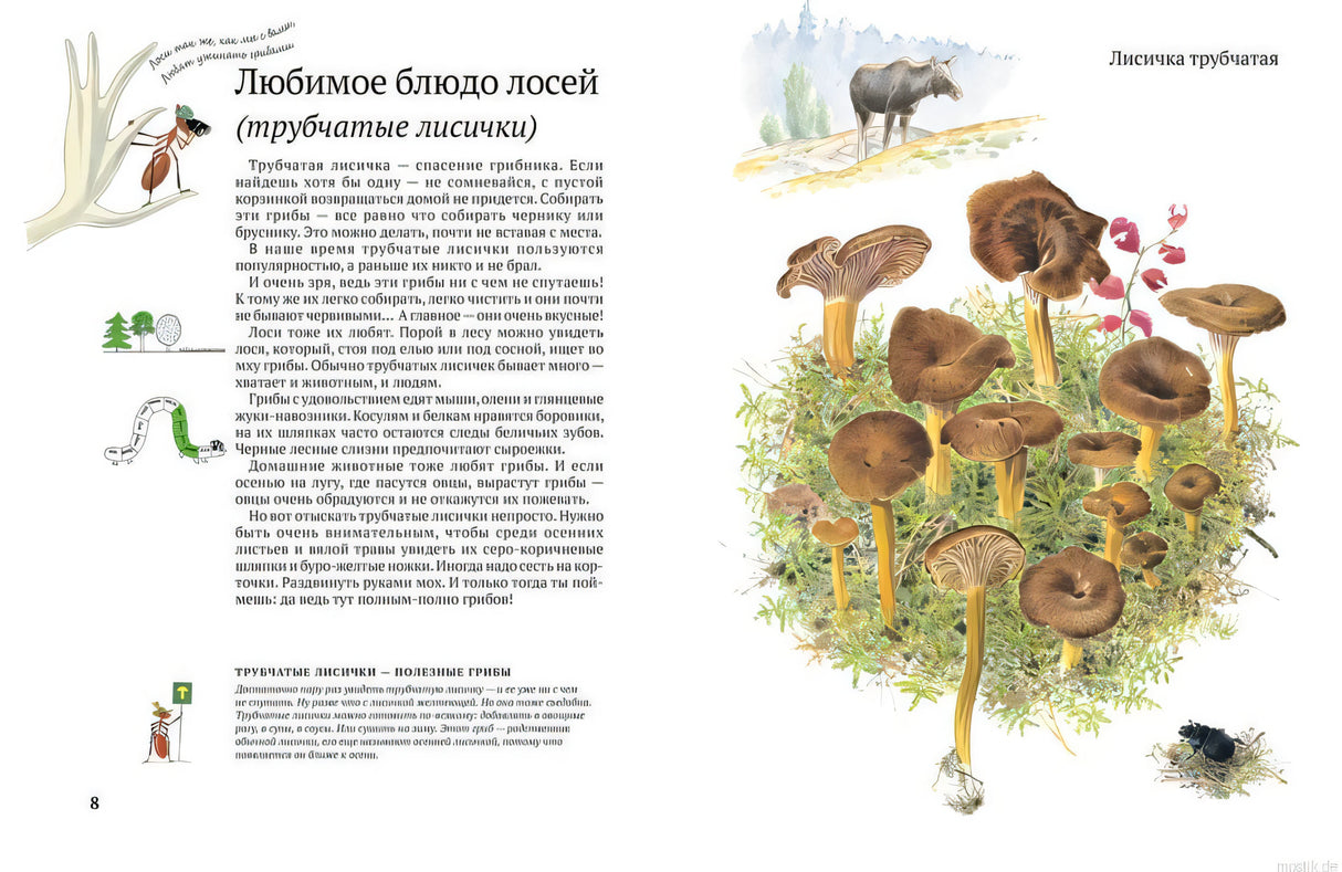 Страница из книги "Софи в мире грибов": описание лисички трубчатой с иллюстрациями