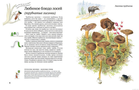 Страница из книги "Софи в мире грибов": описание лисички трубчатой с иллюстрациями