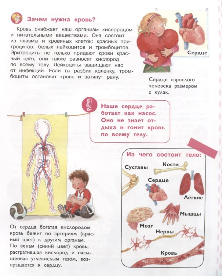 Страница энциклопедии о крови, сердце и составе тела.