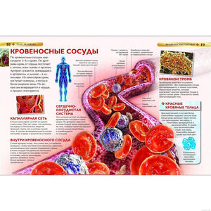 Детская энциклопедия Тело человека: кровеносные сосуды