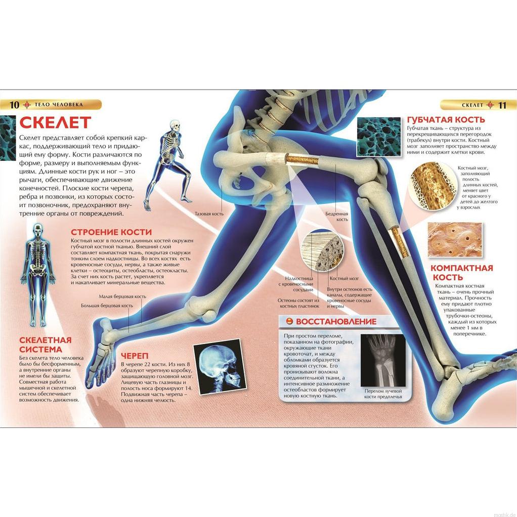 Детская энциклопедия Тело человека: строение скелета