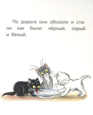 Котята обсохли — чёрный, серый и белый пьют из миски