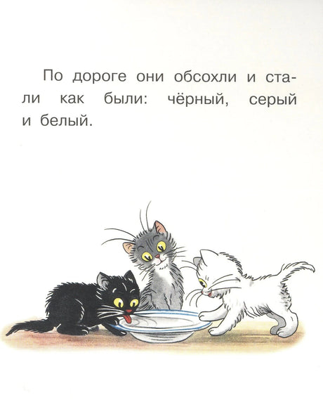 Котята обсохли — чёрный, серый и белый пьют из миски