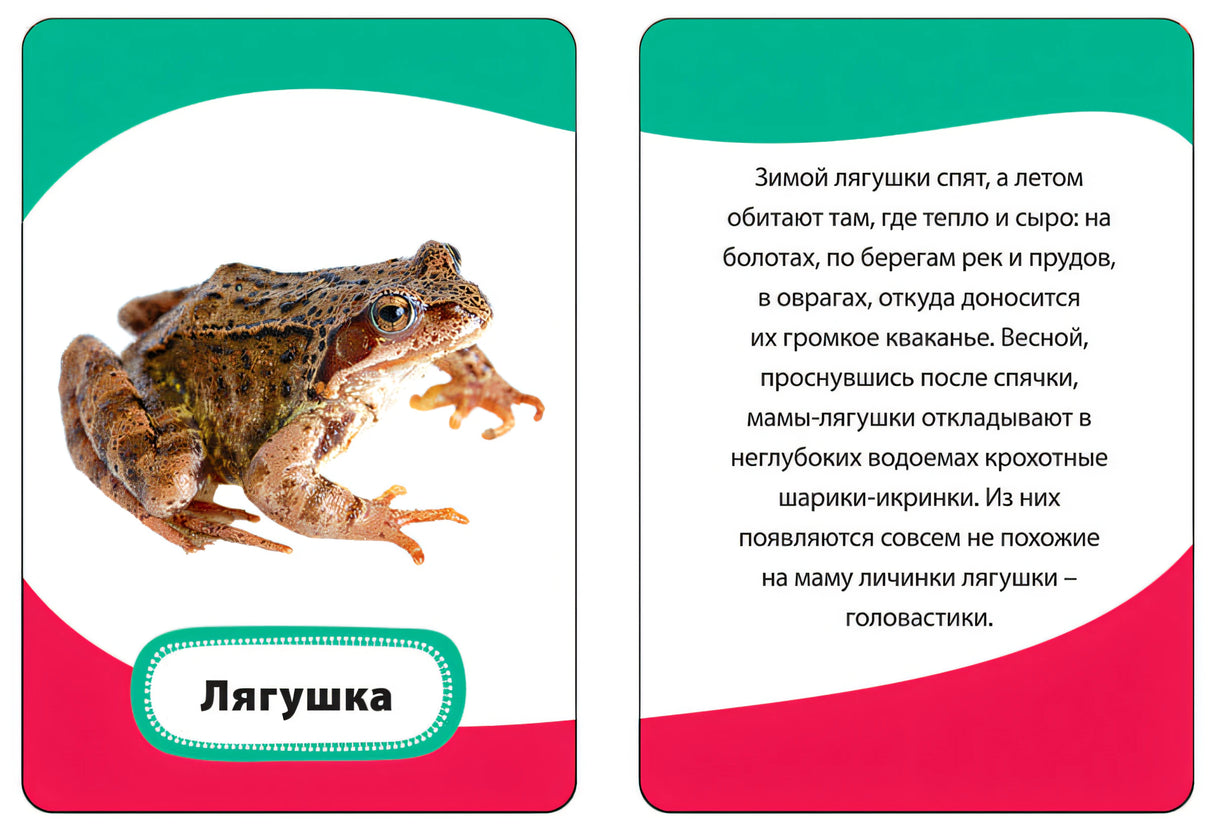 Умные карточки. Мамы и малыши 4680010499917 - 1