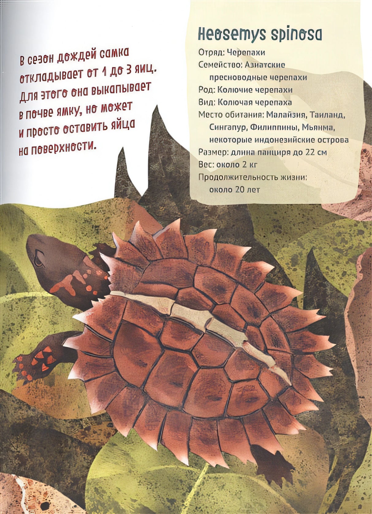Великолепная десятка. Черепахи 978-5-6044832-8-2 - 1