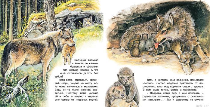 Иллюстрация из книги "Приключения волчонка": волчонок с мамой и братьями