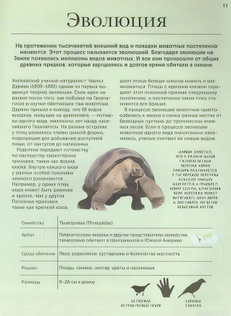 Энциклопедия животных: эволюция