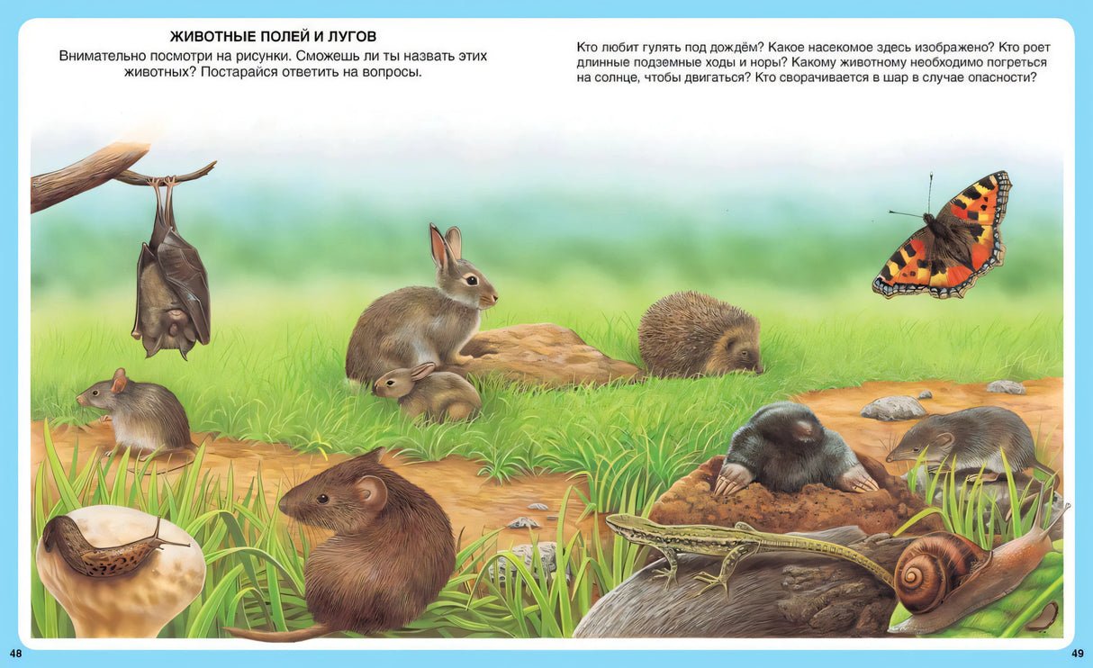 Разворот «Животные полей и лугов» с зайцем, ежом, кротом и бабочкой