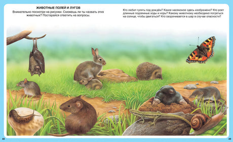 Разворот «Животные полей и лугов» с зайцем, ежом, кротом и бабочкой
