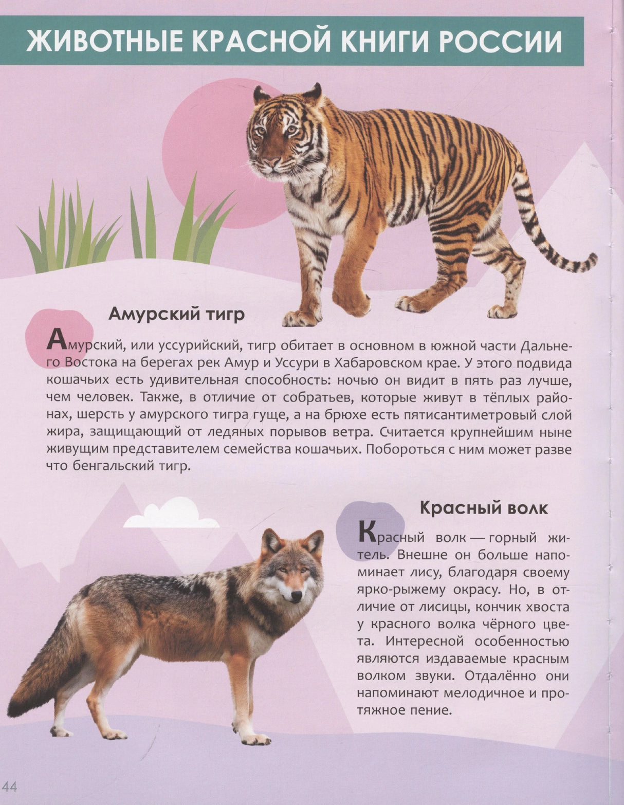 Страница о животных Красной книги России: амурский тигр и красный волк