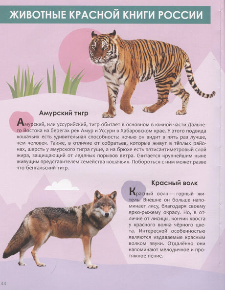 Страница о животных Красной книги России: амурский тигр и красный волк