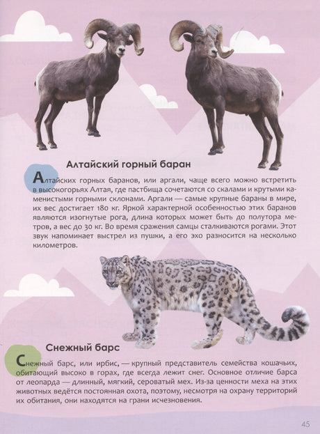 Страница о животных Красной книги России: алтайский горный баран и снежный барс