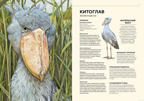 Китоголав - Животные Африки. Книга с иллюстрациями