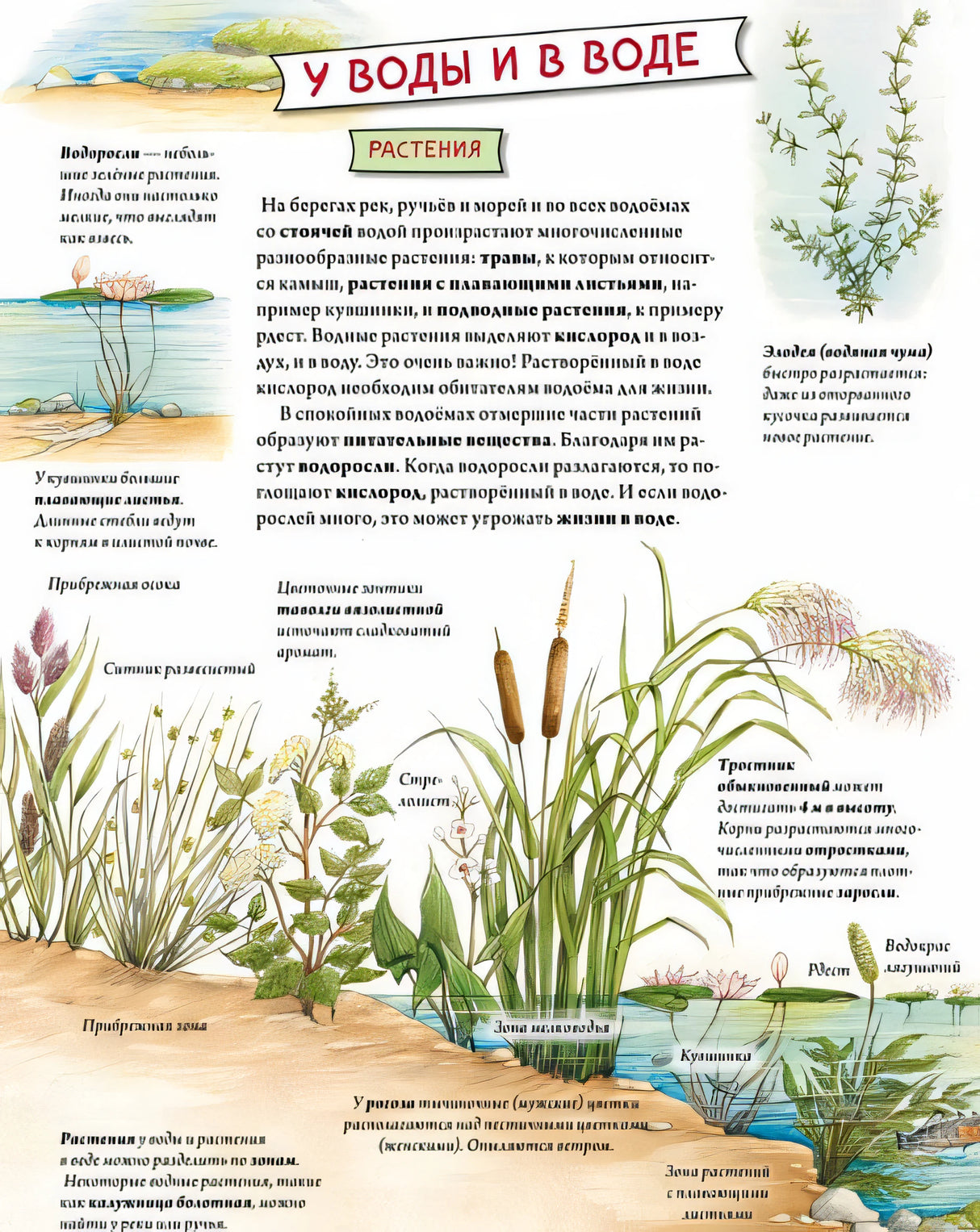 Животные и растения рек, озер и морей. BIObook А. Толмачева 978-5-00116-658-0 - 2
