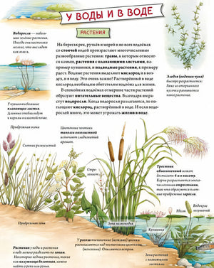 Животные и растения рек, озер и морей. BIObook А. Толмачева 978-5-00116-658-0 - 2