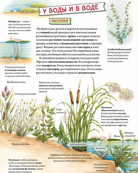 Животные и растения рек, озер и морей. BIObook А. Толмачева 978-5-00116-658-0 - 2