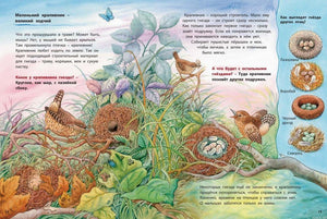 Книга о животных-строителях - иллюстрация с крапивником