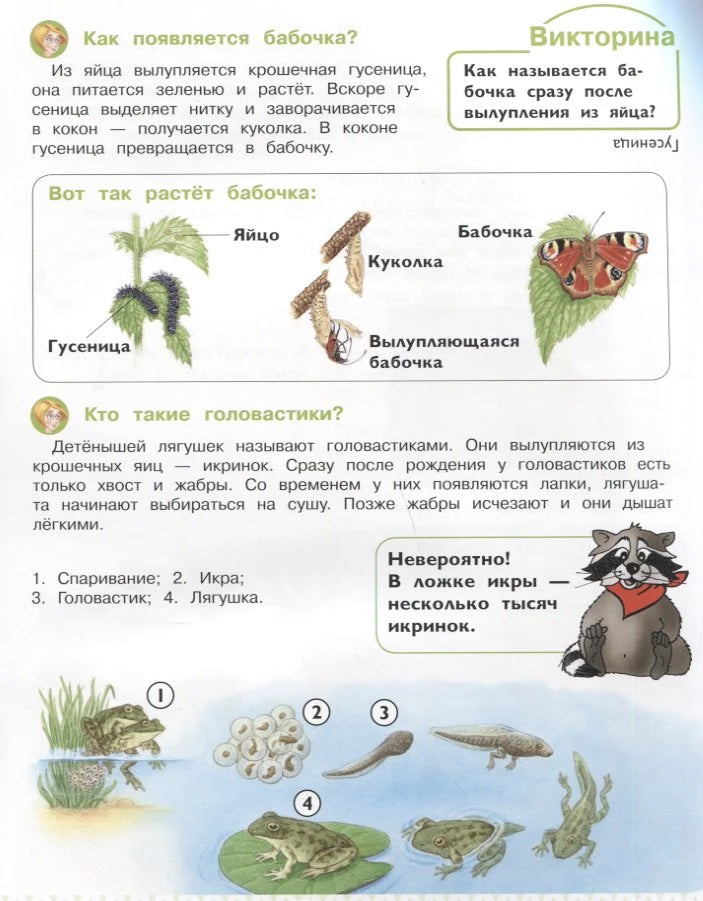 Страница о развитии бабочки и лягушки с рисунками.