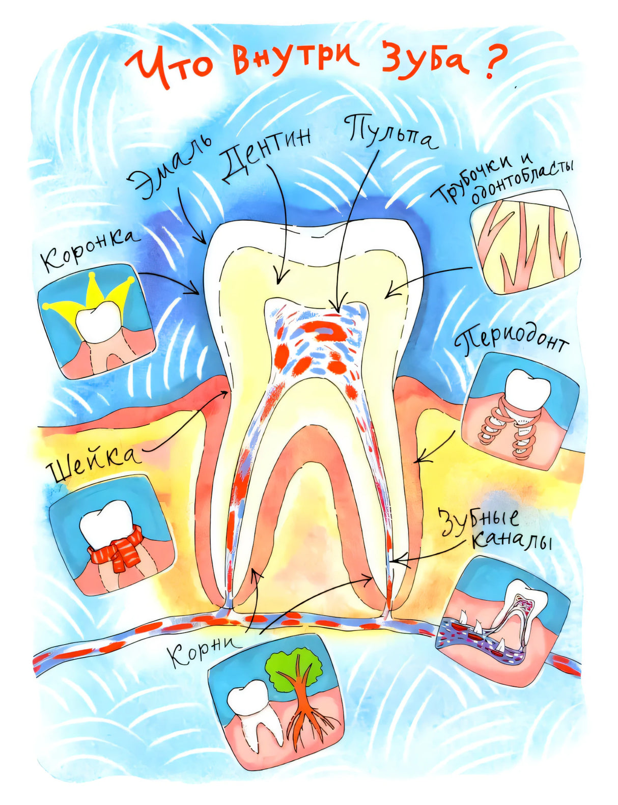 Схема строения зуба с подписями: эмаль, дентин, пульпа, корни