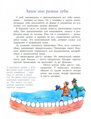Страница «Зачем нам разные зубы» с текстом и схемой зубного ряда